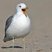 California Gull